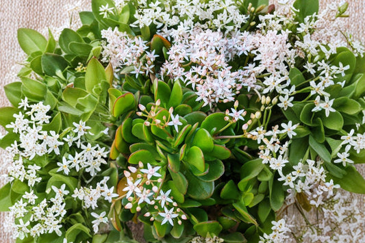 Jade Plant – Crassula Money Plant Live Cuttings | 5 Succulent Cuttings 3–5 Inches | Easy to Grow Drought Tolerant Houseplant