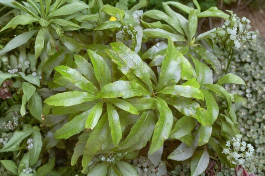 Wax Myrtle Plant – Myrica cerifera Live Plant | 3 Inch Nursery Pot | Evergreen Ornamental Shrub | Privacy Hedge & Native Landscape Plant