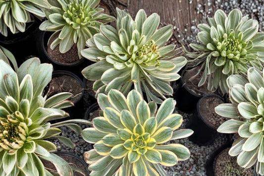 Immoral Ink Painting Aeonium – Imported Live Succulent | Rare Aeonium Plant | Bare Root Rosette Succulent | Colorful Collector Plant