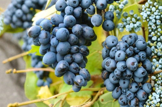 Mars Seedless Grape Vine – Live 1–2 Year Old Plant | Pruned & Ready for Planting | Established Roots | Zones 5–9 | Sweet Seedless Grape