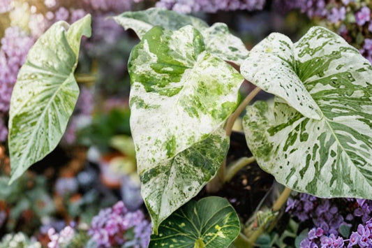 Alocasia Blizzard – Live Tropical Houseplant | 4 Inch Nursery Pot | Rare Variegated Alocasia | Indoor Collector Plant