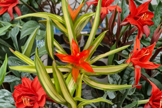 Guzmania ‘Ice Cream’ Variegated Bromeliad – Rare Live Plant | 4 Inch Pot | Tropical Houseplant | Green & Cream Foliage | Exact Plant