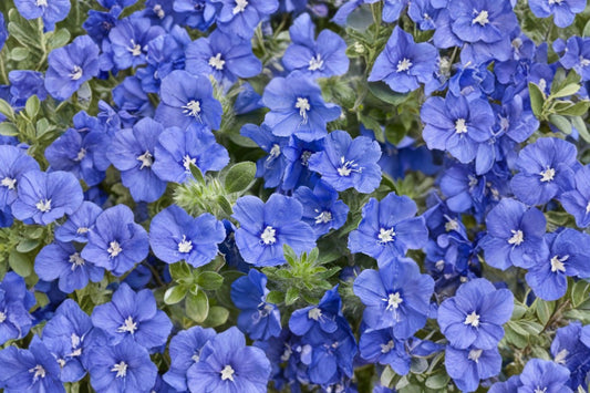 Blue Daze – Live Dwarf Morning Glory Plant | 3 Inch Pot | Sky Blue Flowers | Trailing Ground Cover | Hanging Basket & Container Plant
