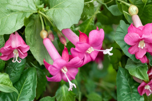 Fuchsia ‘Lottie Hobby’ – Live Plant | 2.5 Inch Pot | Mini Red Flowering Fuchsia | Hummingbird Garden | Shade Patio & Fairy Garden Plant