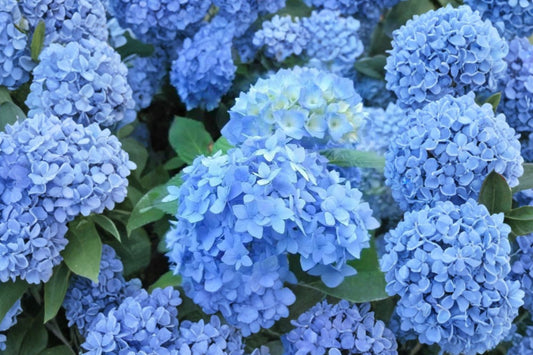 Nikko Blue Hydrangea – Live Plant | 6–12 Inches Tall | 1 Quart Pot | Blue Mophead Flowering Shrub | Zones 5–9 | Garden & Patio Friendly