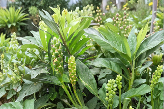 Ginger Plant – Zingiber officinale Live Plant | 3–8 Inches Tall | Common Cooking Ginger | 3 Inch Pot | Edible Culinary Herb | Container Friendly