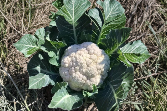 Cauliflower – 2 Live Vegetable Plants | 4–6 Inches Tall | Garden Vegetable Starter Plants | Cool Season Edible Garden | Easy to Grow