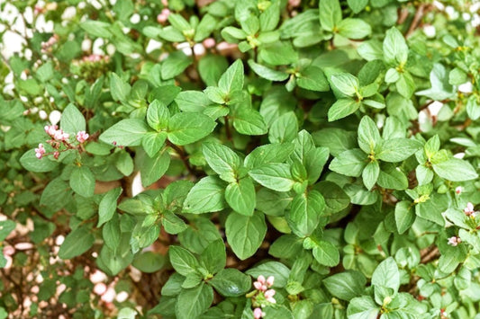 Chocolate Mint – Organic Live Starter Plant | 2.5 x 3.5 Inch Pot | Mentha Chocolate Herb | Fragrant Edible Garden Plant | Container Friendly