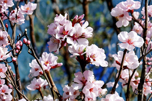 Nanking White Bush Cherry – Live Plant | 12–18 Inches Tall | Sweet Cherry Fruit Shrub | Cold Hardy Fruit Plant | Backyard Orchard Friendly