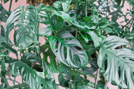 Monstera Adansonii Swiss Cheese Plant – 3 Live Cuttings | 3 Nodes & Leaves | Tropical Houseplant | Easy Propagation | Indoor Plant