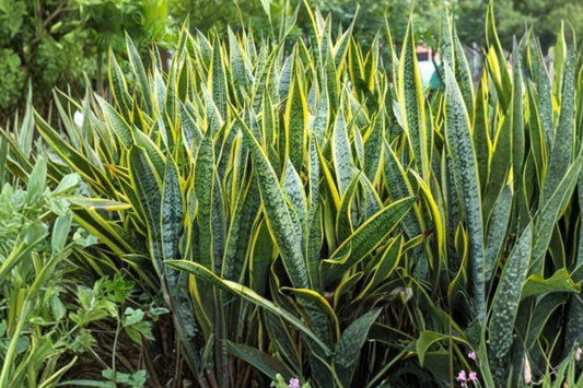 Snake Plant Yellow Sansevieria – Live Rooted Plant | 8–10 Inches Tall | Variegated Indoor Houseplant | Easy Care | Drought Tolerant