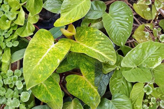 Philodendron ‘Painted Lady’ – Live Variegated Plant | 6 Inch Pot | Colorful Tropical Climbing Houseplant | Collector Indoor Plant