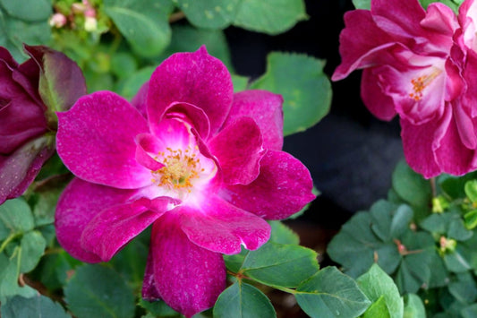 Cardinal Hume Hybrid Musk Rose – Live Rose Bush | 6 Inch Container | Deep Red Purple Reblooming Rose | Own Root Flowering Shrub