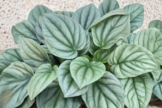 Peperomia Frost Radiator Plant – Live Tropical Houseplant | 4 Inch Pot | Silver Green Foliage | Compact Easy Care Indoor Plant | Pet Friendly