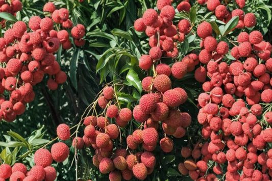 Lychee Tree – Live Plant | 6–8 Inches Tall | 4 Inch Nursery Pot | Tropical Fruit Tree Starter | Indoor Patio & Backyard Friendly