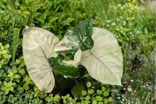Alocasia ‘Shattered Glass’ – Live Plant | 4 Inch Nursery Pot | Rare Variegated Tropical Houseplant | Collector Alocasia | Florida Grown