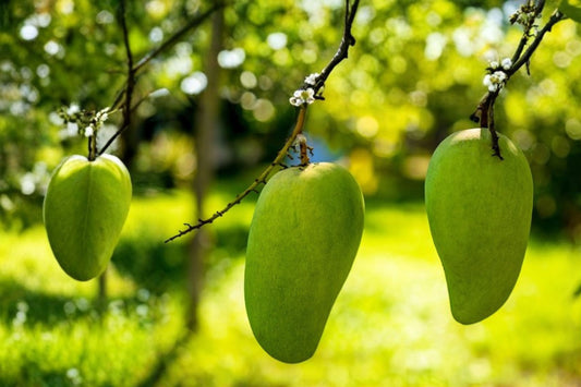 Pineapple Pleasure Mango Seedling – Live Tree | Seed-Grown Tropical Fruit Plant | Florida Grown | Patio & Container Friendly | Mango Starter Tree