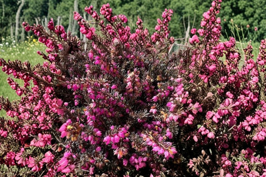 Kramer’s Rote Heather – Live Evergreen Shrub | 2.5 Quart Pot | Bright Pink Flowers | Low Growing Ground Cover | Rock Garden Perennial