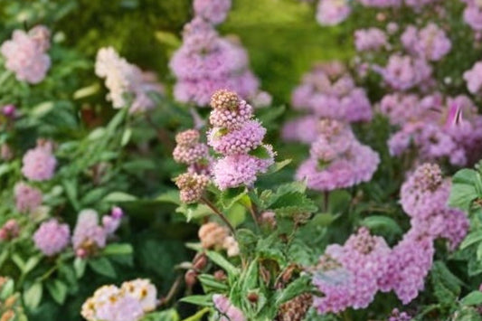 Bluebeard ‘Beyond Pink’ Caryopteris – Live Plant | 4 Inch Pot | Pink Flowering Shrub | Full Sun Perennial | Patio & Container Friendly