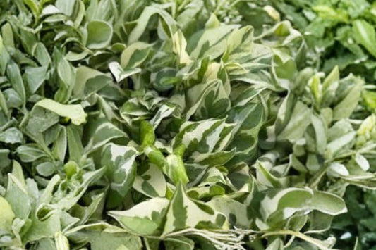 Lemon Meringue Pothos – Live Plant | 4 Inch Nursery Pot | Variegated Tropical Vine | Easy Care Houseplant | Indoor & Container Friendly