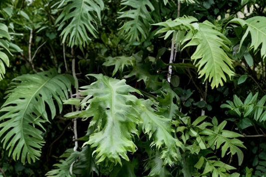 Dragon’s Wing Fern – Microsorum punctatum Live Plant | 2.5 Inch Pot | Rare Frilly Foliage Fern | Tropical Collector Houseplant | Humidity Loving