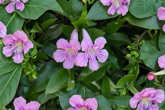 6+ Violet Trumpet Vine Cuttings, Clytostoma callistegioides, Purple Flowering Climbing Vine Propagation Cuttings
