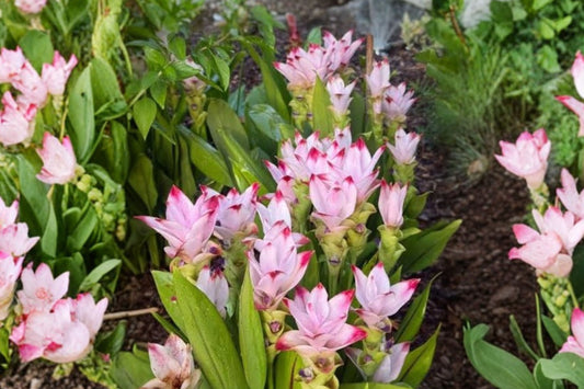 Curcuma ‘Siam Shadow’ – Live Starter Plant | 4–6 Inches Tall | Tropical Flowering Ginger | Ornamental Shade Plant | Container Friendly | No Pot