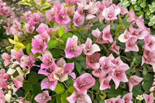 Bougainvillea ‘Ladybird Batik’ – Live Plant | 2 Gallon Size | Color Changing Gray Pink Flowers | Tropical Flowering Vine | Patio & Container Friendly