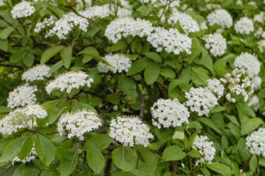 Nannyberry Viburnum – Live Plant | 24+ Inches Tall | Viburnum lentago | Native Flowering Shrub | Wildlife & Bird Friendly | Fresh Dug Rooted Plant