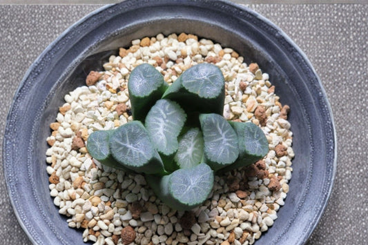 Haworthia Maughanii ‘White Porcelain’ – Rare Live Succulent | 2.5 Inches | Korean Succulent Cluster | Collector Plant | Bare Root