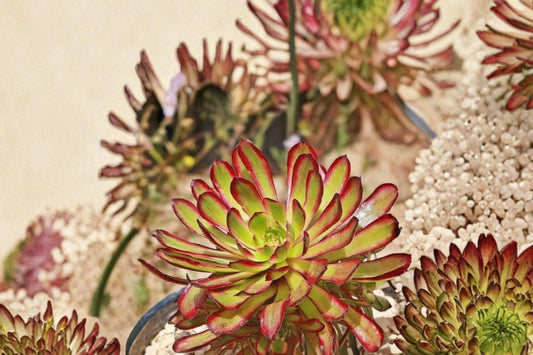 Aeonium ‘Mardi Gras’ – Live Succulent Plant | 4 Inch Pot | Colorful Green Red & Pink Rosettes | Easy Care | Indoor & Patio Friendly