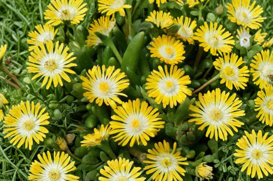 Delosperma Nubigena Yellow Hardy Ice Plant – Live Succulent | 4 Inches | Flowering Ground Cover | Drought Tolerant Rock Garden Plant | No Pot