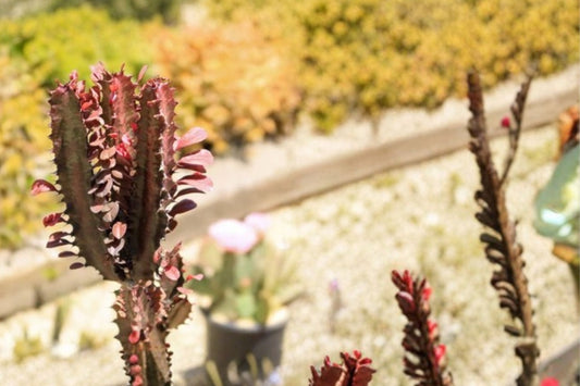 Red Euphorbia Trigona – 2 Live Plants | 4 Inches Tall | White Pots Included | African Milk Tree Succulent | Exotic Indoor & Patio Plant