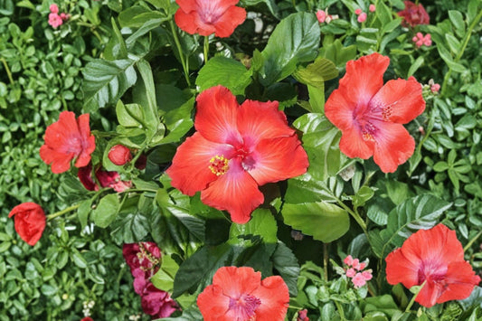 Scarlet Red Tropical Hibiscus Live Plant, Large Single Red Flower, Hibiscus rosa-sinensis Flowering Shrub