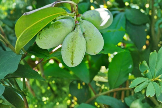 Paw Paw Indian Banana – Live Native Fruit Tree | 6–12 Inches Tall | Asimina triloba Seedling | Edible Garden & Home Orchard Friendly