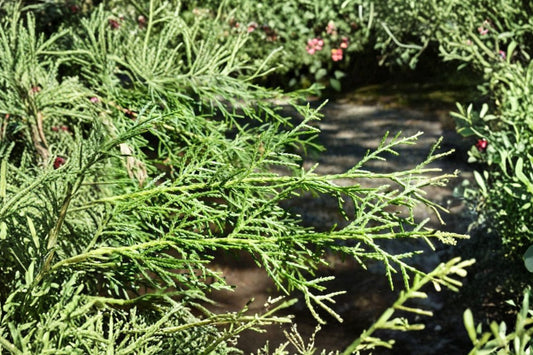 Mexican Cypress – Live Bare Root Tree | 12–24 Inches Tall | 2–3 Year Old Evergreen | Fast Growing Privacy Hedge | Drought Tolerant