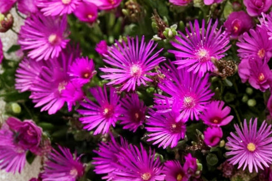 Magenta Hardy Ice Plant – 30 Live Cuttings | 5–6 Inches Long | Delosperma cooperi | Flowering Succulent Ground Cover | Easy to Root