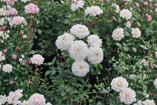 White Patio Rose – Live Miniature Rose Bush | 3 Gallon Pot | Elegant White Flowers | Compact Flowering Shrub | Patio & Container Friendly