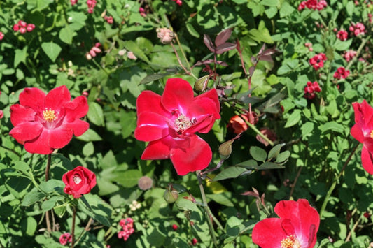 Martha Gonzales Rose – Live Fully Rooted Plant | 1 Gallon Pot | Crimson Flowers | Semi-Evergreen Rose Shrub | Cottage Garden & Landscape Friendly