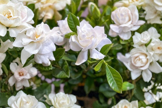 Veitchii Fragrant Gardenia – Live Plant | 12 Inches Tall | 6 Inch Pot | Fragrant White Flowers | Evergreen Flowering Shrub | Patio & Container Friendly