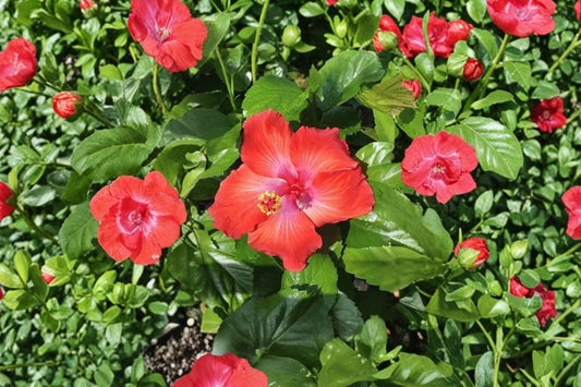Arizona Tropical Hibiscus – Live Plant | 8–12 Inches Tall | 4 Inch Pot | Large Single Scarlet Red Flowers | Tropical Flowering Shrub | Patio Friendly