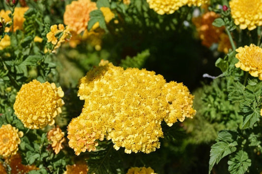 Achillea ‘Skysail Yellow’ Yarrow – 4 Live Starter Plants | 51-Size Plugs | Bright Yellow Flowers | Hardy Perennial | Pollinator & Container Friendly