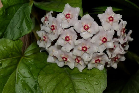 Hoya Fungii – Live Hoya Plant | Tropical Wax Plant | Fuzzy Green Foliage | Climbing & Trailing Houseplant | Indoor Plant Collector Favorite