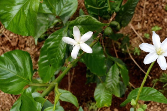 Arabica Coffee Plants – 2 Live Starter Plants | 4–6 Inches Tall | Coffea arabica | Tropical Edible Coffee Plant | Indoor & Patio Friendly | No Pot