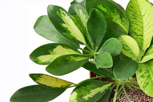 Variegated Umbrella Tree – Live Plant | 4 Inch Pot | Schefflera Houseplant | Variegated Tropical Foliage | Indoor & Patio Friendly | Easy Care