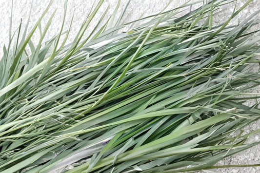 Organic Garlic Chives – 200 Live Bare Roots | Chinese Chives 韭菜根 | Edible Perennial Herb | Vegetable Garden Starter | Easy to Grow