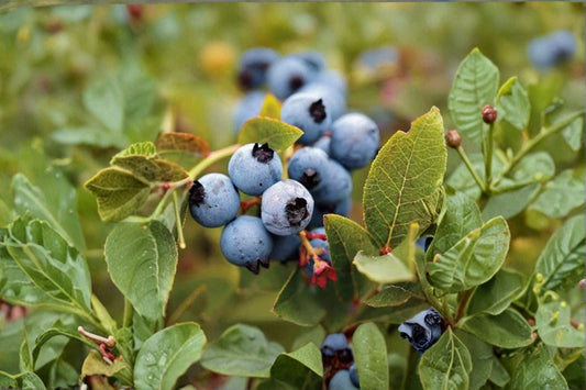 Austin Blueberry Plant – Live Fruit Bush | 2 Gallon Pot | Fruiting Berry Shrub | Edible Garden Plant | Patio & Container Friendly