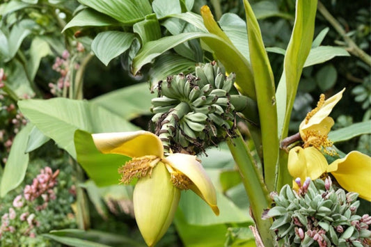 Truly Tiny Banana Plant – Live Dwarf Banana Tree | 4–6 Inches Tall | Healthy Root Ball | Tropical Starter Plant | Indoor & Patio Friendly | No Pot