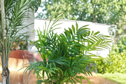 Cat Palm – Chamaedorea cataractarum Live Plant | Tropical Cascade Palm | Lush Indoor Houseplant | Shaded Patio & Container Friendly | Size #1