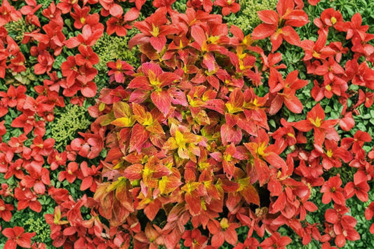 Coleus ‘Autumn Mini’ – Live Starter Plant | 2.5 Inch Pot | Colorful Ornamental Foliage | Easy Care Houseplant | Indoor & Outdoor Friendly